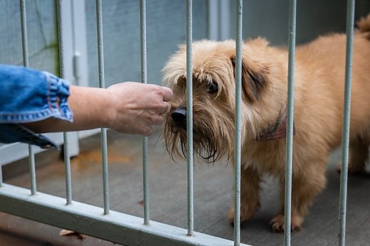 How To Give Up Your Dog To The Humane Society - Cuteness