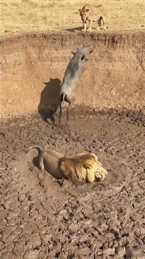 “Warthog vs Lion in Mud Pond 😲🐗🦁 | AI Wildlife Short #Shorts”