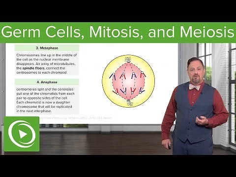 Germ Cells, Mitosis & Meiosis – Embryology | Lecturio