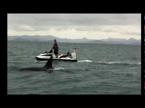 Killer Whales chase Jetski while Fishing