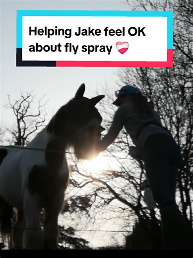Positive reinforcement is such a powerful tool that can make a horses life so much better ❤️ Here is my elderly horse Jake learning to feel less worried about his daily care- in this instance fly spray. Jake came to me pretty shut down and worried about life; he'd been passed around for a lot of his existence and then became a riding school horse. Like many horses, all his life he'd never been given much of a choice about the things that happened to him and had learnt to quietly cope with these 