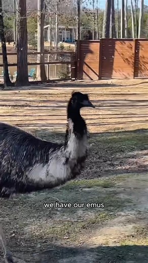 27K views · 349 reactions | Female alpacas: the mean girls !  #reels #farmlife #animallife #alpacas #emu #donkeyfarm | Goat Daddy's Farm | Facebook