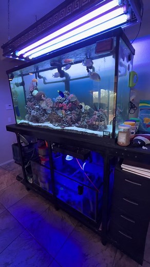 Starting a Salt Water Tank: A Beginner's Guide
