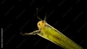 Trichoptera larvae under the microscope, movement of the caddis larva in a protective tubular house or cap, later the larva will turn into a moth, most species live in the water or live in the thickne