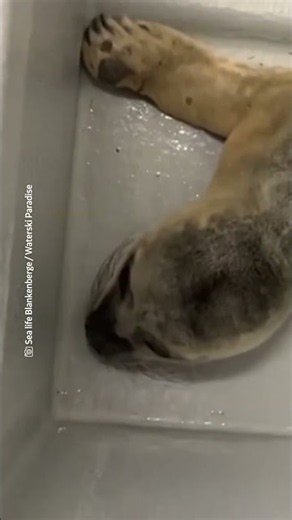 Rescatan a cría de foca que llevaba semanas perdida en Bélgica