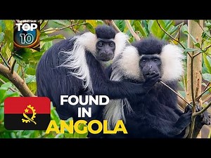 ANGOLA TOP 10 ANIMALS ‪@mypinkyskin‬