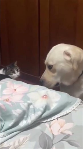 Intense Staring Contest: Labrador vs Cat 👀