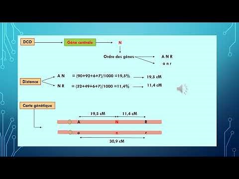 La génétique pas à pas : carte génétique: Test trois points