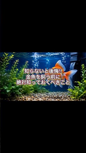 [How to Keep Goldfish] Things You Absolutely Must Know Before Getting One to Avoid Regret!! #shorts