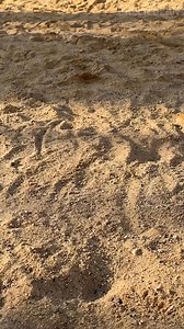 36K views · 116 reactions | Making a jewelry organizer from a shell  | Green Bean | Facebook