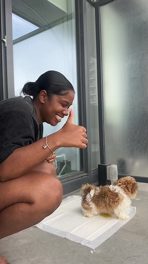 Puppy Peeing on Pee Pad Training Tips