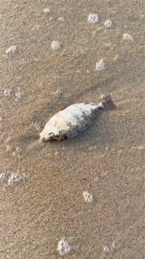 Saved a rabbit fish life 🥹