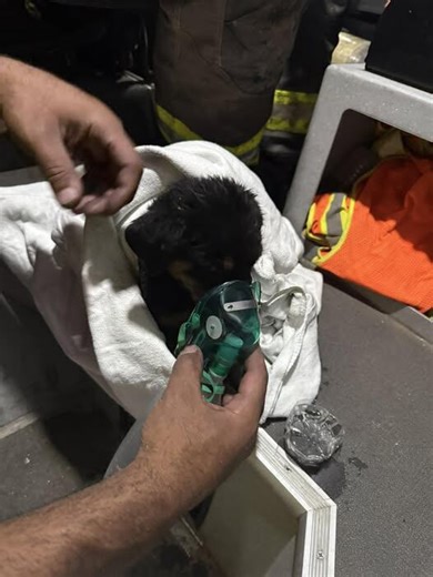 Big Spring firefighters rescue puppy from structure fire