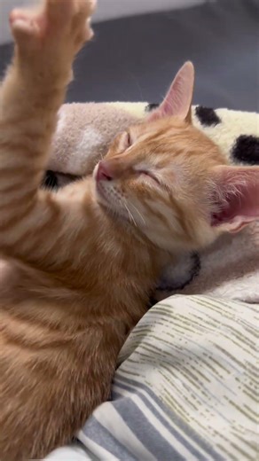 Have you ever seen a yellow cat?#cat #catlovers #orangecat #catlife #cute