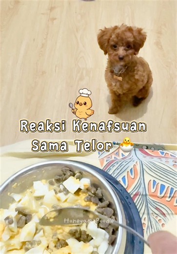 Poodle Makan Telur Bebek? Apa Boleh Diberi Telur Bebek?