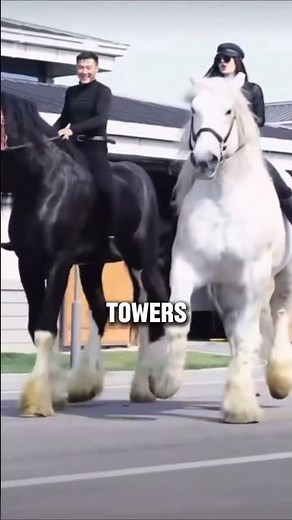 Meet the AMAZING Shire Horse the Tallest Horse in the World #horse #equestrianjourney #facts