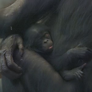 49K views · 1.8K reactions | Our baby bonobo is a boy! Say  to Remi (Reh-mee). Remi is of French origin and has multiple meanings including "the first," which is fitting as this is Elema's first baby.  French is one of the main languages in the Democratic Republic of Congo, and our zookeepers wanted to honor the bonobos native habitat. Learn more about Remi here: https://mkezoo.com/BonoboBaby | Milwaukee County Zoo | Facebook