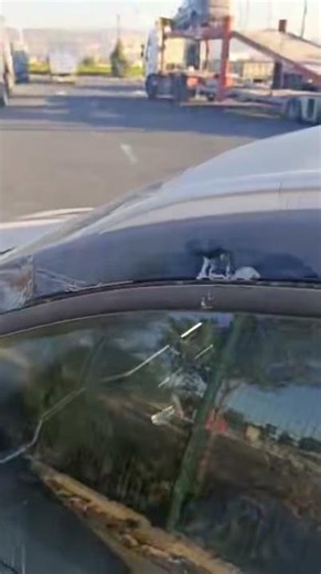 So, why choose a professional container loading team? This video gives you the answers.#carshipping