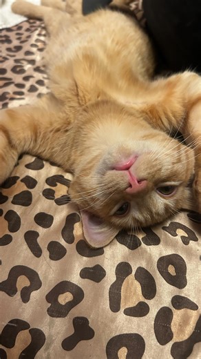 jae janea ⭐️ on Instagram: "learning to recognize when i’m splitting has been one of the hardest and most freeing parts of my healing i’m ngl!!! noticing when my thoughts turn absolute, when someone goes from safe to dangerous in my head, when my body reacts before logic can catch up. trust me, you are not alone if you feel like it’s difficult to identify them or even remember them once you do bc splitting hijacks your perception in the moment and awareness usually comes after the intensity has 