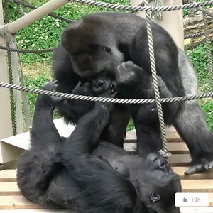 888K views · 2.9K reactions | Sweet moment between gorilla couple, gorilla husband push his wife into ground here. ❤轢 #gorillalove #gorillas #gorilla #wildlife #animals #monkey #nature #gorillaz #monkeys #wildlifephotography #gorillalove #gta #africa #chimpanzee #ape #primates #uganda #zoo #animal #silverback #gorillalove #pittstate #psu #mountaingorillas | Gorilla love | Facebook