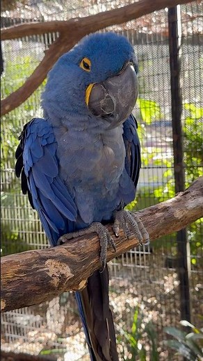 The Hyacinth Macaw is the largest flying parrot in the world, reaching up to 100cm(3.3 ft) in length