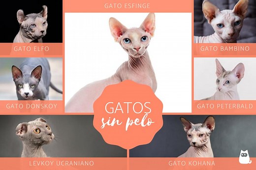 7 RAZAS de GATOS sin PELO - Con imágenes y curiosidades