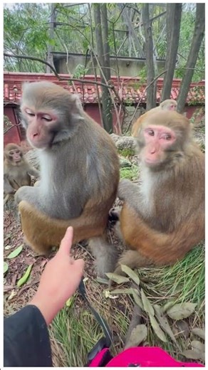 Monkeys that look exactly the same.