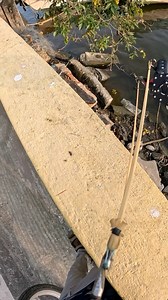 Headshot in tilapia slingshot fishing #fish | Snakehead Angler Amar