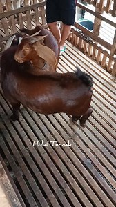 Goat Breeding Season 💪💪 | Hobi Ternak