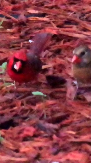 Red Cardinal sings his heart out and attracts romance#funnyvideo #birdlovers