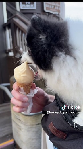 Huxley the Little Dog vs Ice Cream