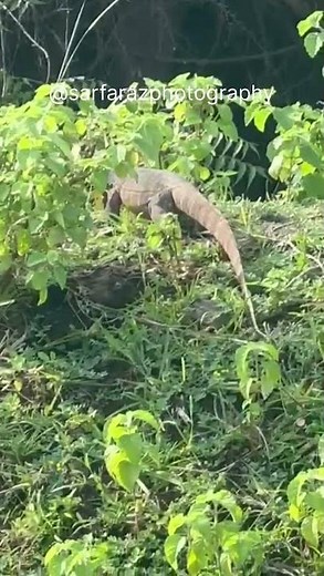 INDIAN MONITOR LIZARD