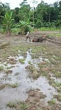 ‎🌾 “Inside Sri Lanka’s Paddy Fields: Traditional Farming Secrets Revealed!”‎🌾