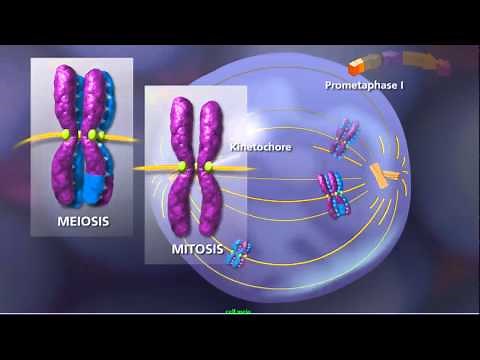 Meiosis - Plants and Animals