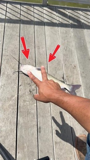 How to pick up a Catfish