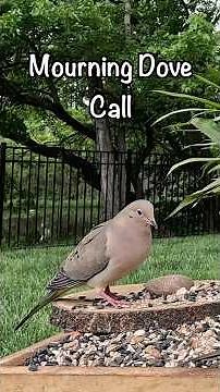 Mourning Dove Call and Cooing Sound