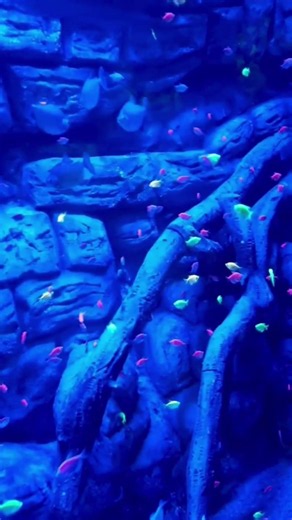Amazing Colorful Fish 🐠 | Beautiful Aquarium Fish Short #shorts