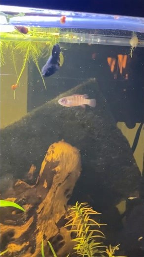 Female Betta fish with guppies in community tank. #aquarium #fish #bettafish #aquascape #fishtank