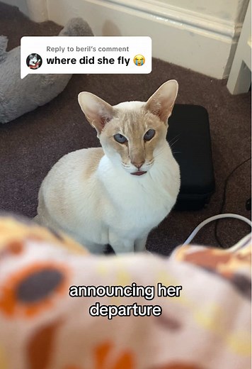 Funny Siamese Cat Memes That Will Make You Laugh