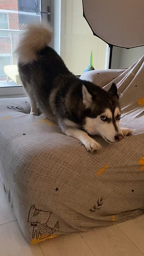 Is Looney More Corgi or Husky? Exploring the Corgsky Breed