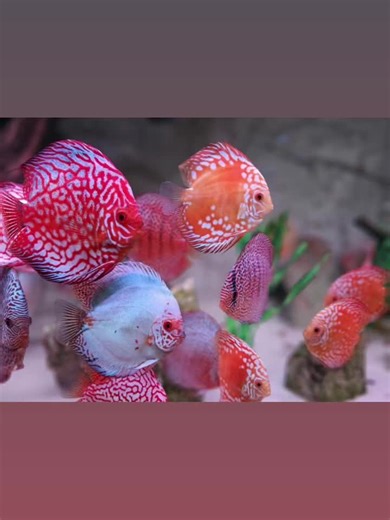 Discus fish for sale on TikTok