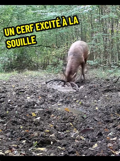 Un cerf dans son habitat naturel