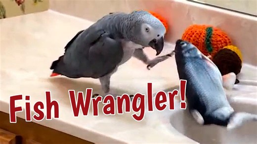 Wouldn't you love to go fishing with Einstein? Watch how he wrangles this fish as it flops around. He pounces on it, grabs it by the tail or the head, and tosses it just like the guys at the fish market! | Einstein the Talking Texan Parrot