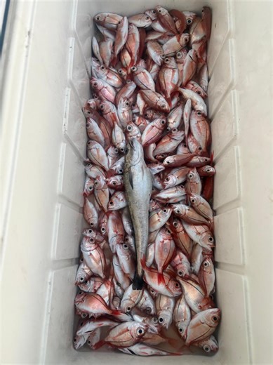 Deep Drop Fishing Techniques in Lebanon