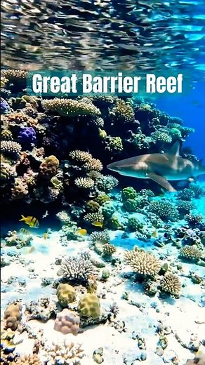 Shark Swimming in a Beautiful Reef 🪸 🪸 🪸