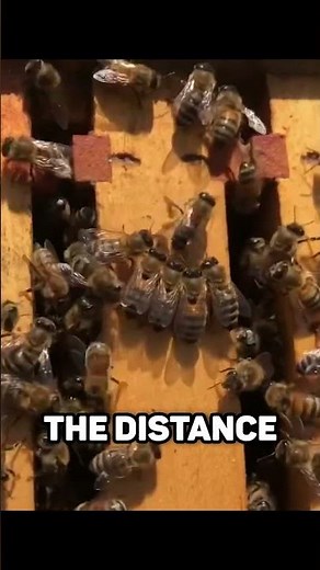 Bees Communicate by DANCING 🐝💃 Bees Waggle Dance