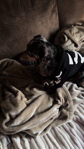 Happy girl #chiweenie #fyp #walk