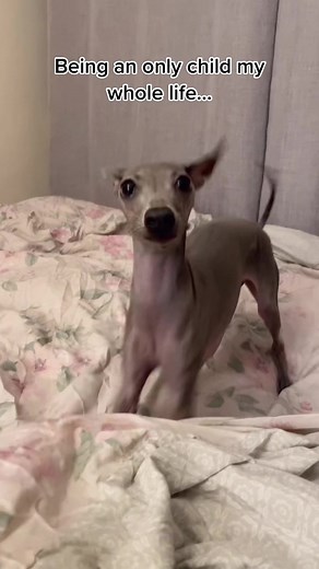 @mabeltheig 👁👄👁 #imsohappyimsosad #trend #italiangreyhound #iggytok | im so sad