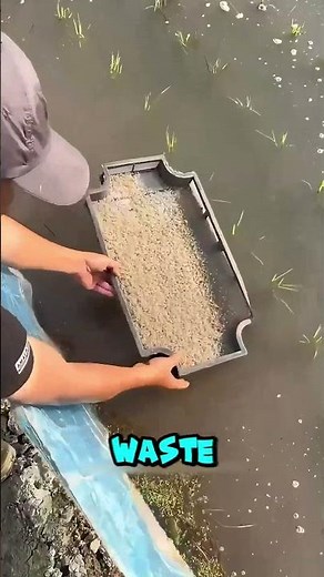 Why Are Thousands of Baby Crabs Swimming in Rice Fields?
