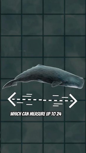 They Survived Inside a Whale?! Here's How 🐋👀 #whale #ocean